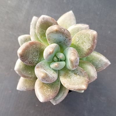 Echeveria haagai 'Tolimanensis'
