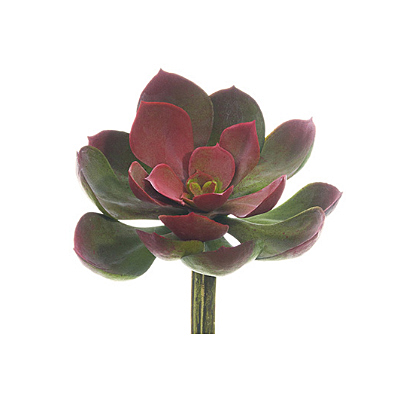 Succulent - Echeveria Pick - Green, Mauve