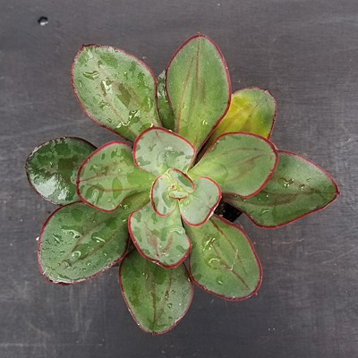 Echeveria nodulosa