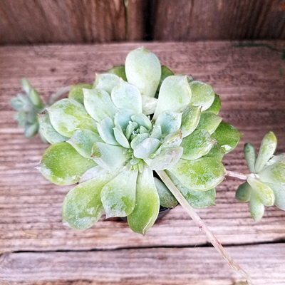 Echeveria prolifica
