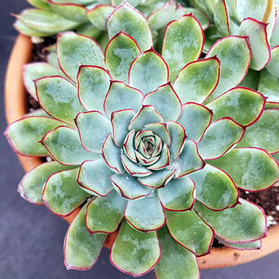 Echeveria pulidonis