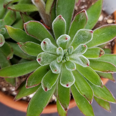 Echeveria setosa