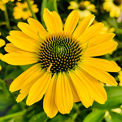 Echinacea x 'Eye-Catcher Canary'