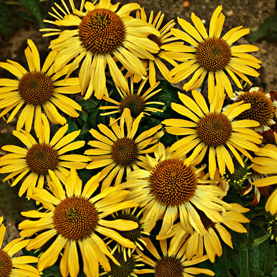 Echinacea x 'Butterfly Cleopatra'