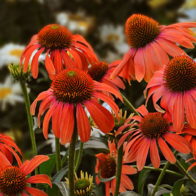 Echinacea x 'Butterfly Julia'