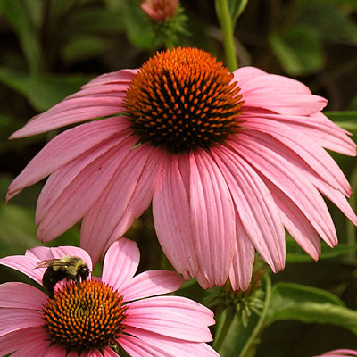 Echinacea p. 'Magnus'