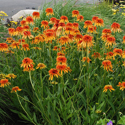 Echinacea x 'Marmalade'