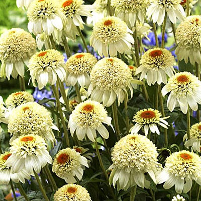 Echinacea x 'Milkshake'
