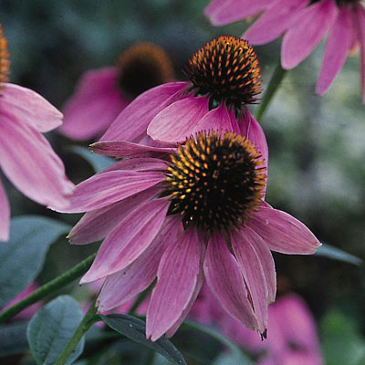 Echinacea purpurea