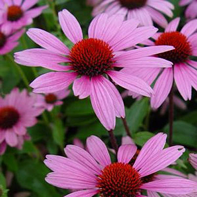 Echinacea p. 'Ruby Star'
