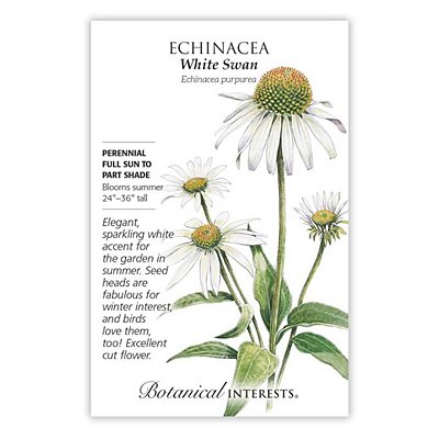 Seeds - BI Echinacea White Swan