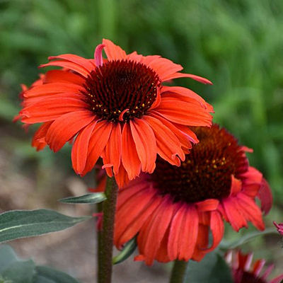 Echinacea x 'Eye-Catcher Tanager'