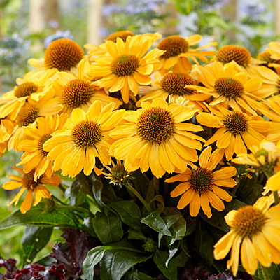 Echinacea x 'Tweety'