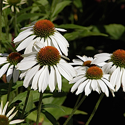 Echinacea p. 'White Swan'
