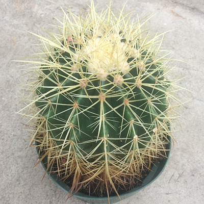 Echinocactus grusonii