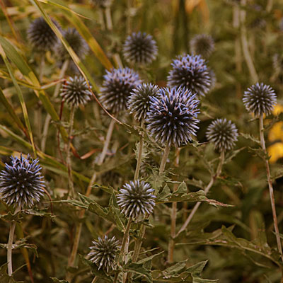 Echinops b. 'Blue Glow'