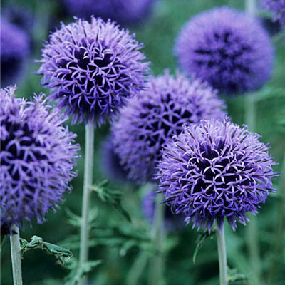Echinops ritro