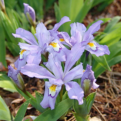 Iris c. 'Eco Bluebird'