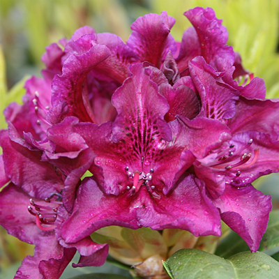 Rhododendron 'Edith Bosley'