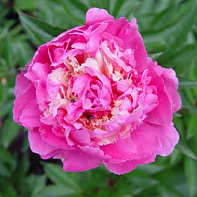 Paeonia l. 'Edulis Superba'