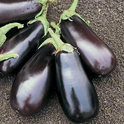 Eggplant