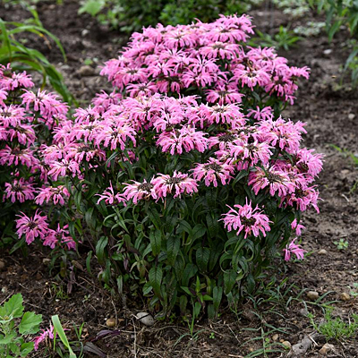 Monarda d. 'Electric Neon Coral'