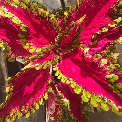 Coleus 'Under the Sea Electric Eel'