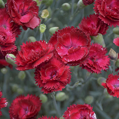 Dianthus x 'Electric Red'