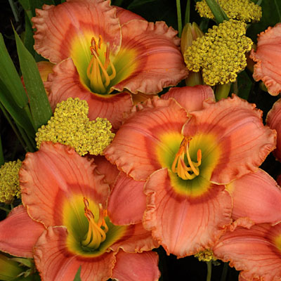 Hemerocallis 'Elegant Candy'