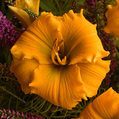 Hemerocallis 'Elegant Explosion'