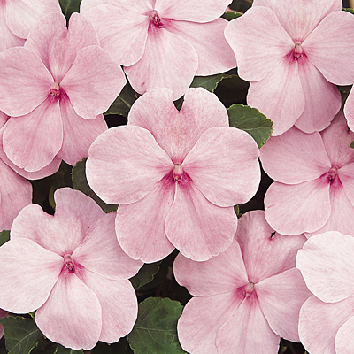 Impatiens 'Super Elfin Pink XP'