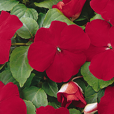 Impatiens 'Super Elfin Red XP'