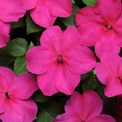 Impatiens 'Super Elfin Rose XP'