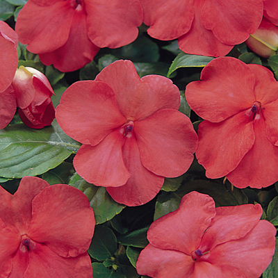 Impatiens 'Super Elfin Salmon XP'