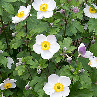 Anemone x 'Elfin Swan'