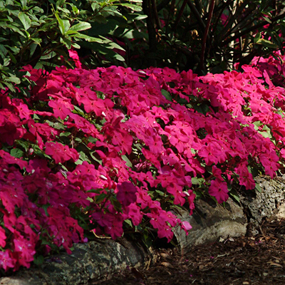 Impatiens 'Super Elfin Violet XP'
