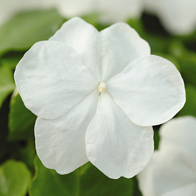 Impatiens 'Super Elfin White XP'
