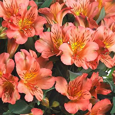 Alstroemeria 'Colorita Eliane Orange'