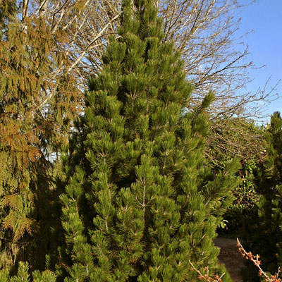 Pinus h. 'Emerald Arrow'