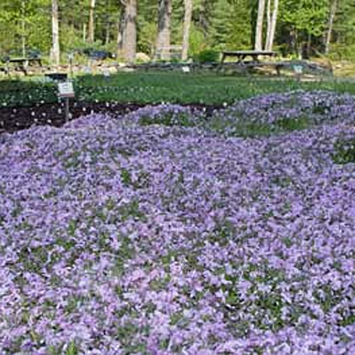 Phlox sub. 'Emerald Cushion Blue'