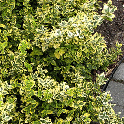 Euonymus f. 'Emerald N Gold'