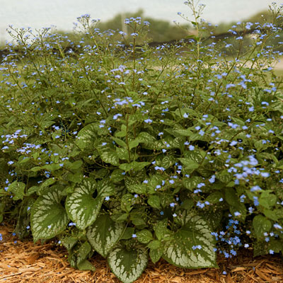 Brunnera m. 'Emerald Mist'