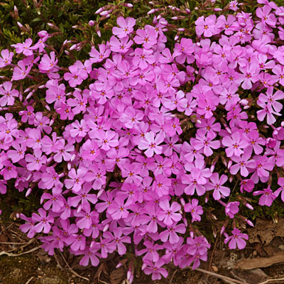Phlox sub. 'Emerald Pink'