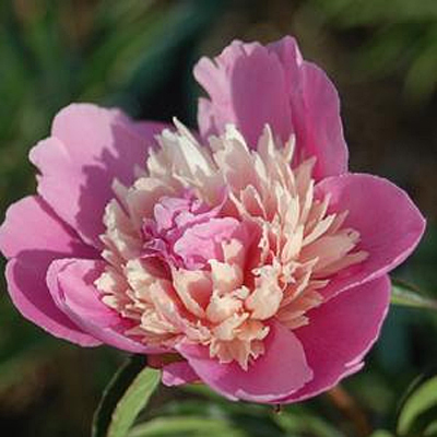 Paeonia l. 'Mme Emile Debatene'