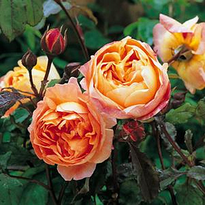 Rosa 'Lady Emma Hamilton'