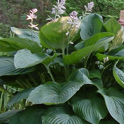 Hosta 'Empress Wu'