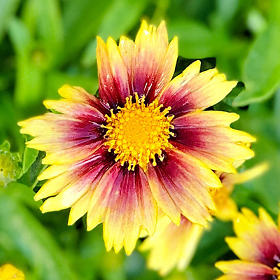 Coreopsis x 'Lil Bang Enchanted Eve'