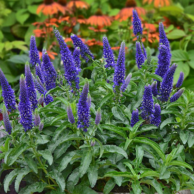 Veronica x 'Enchanted Indigo'