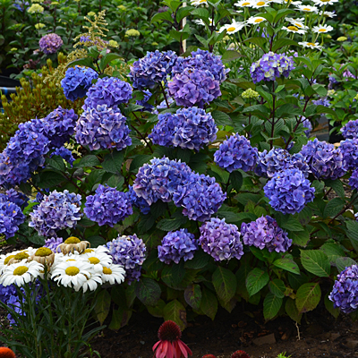 Hydrangea m. 'ES Bloomstruck'