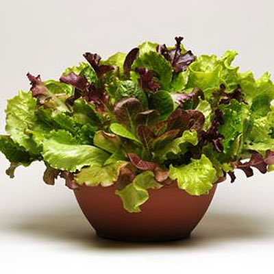 Salad Greens